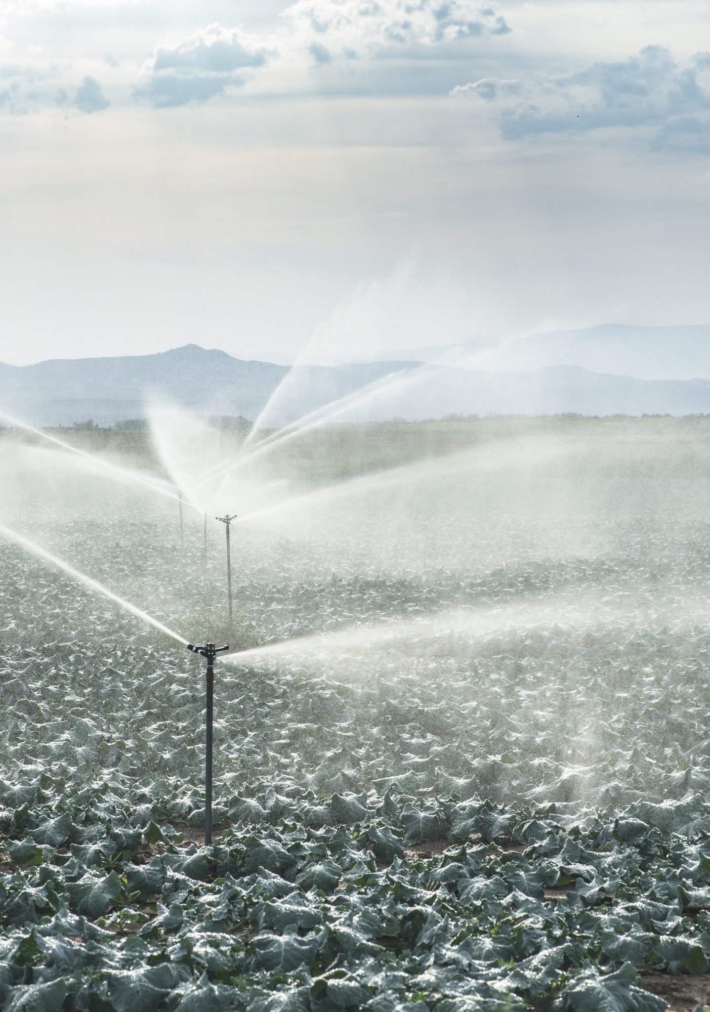 Watering cabbage with sprinklers